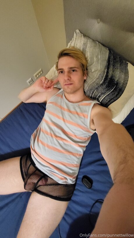 Punnettwillow star nice images