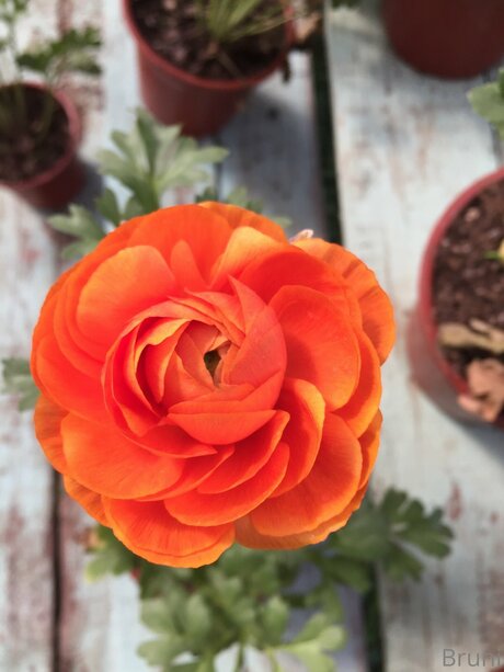 Brunabyers model hd pictures