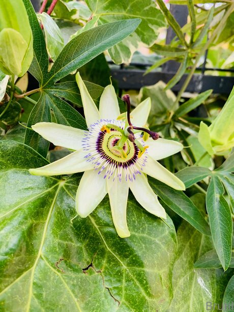 Brunabyers star hd photos