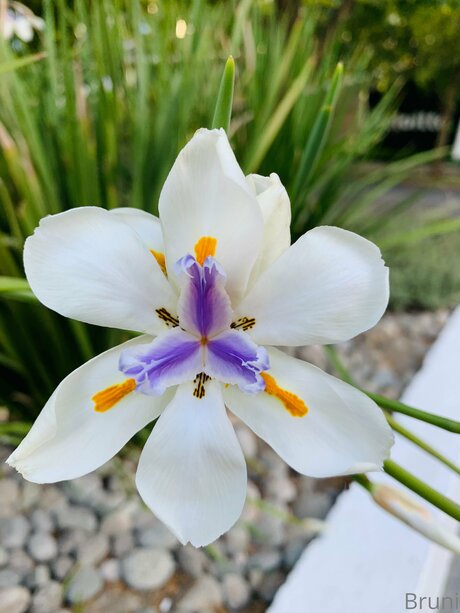 Brunabyers perfect model galleries