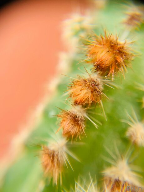 Brunabyers perfect model img