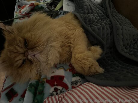 Jayce Houseofm high quality model pics