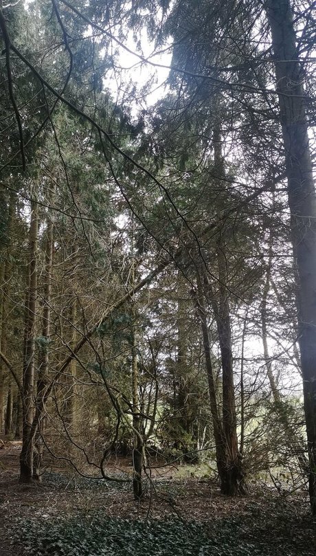 the kitty amore pornstar pics