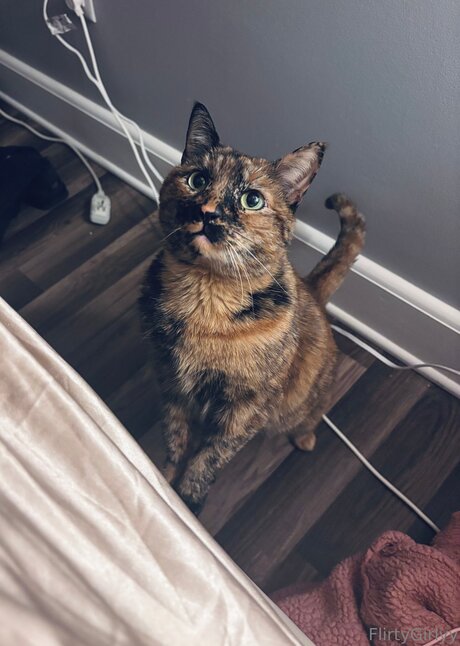 Bellathecat hd actress picture