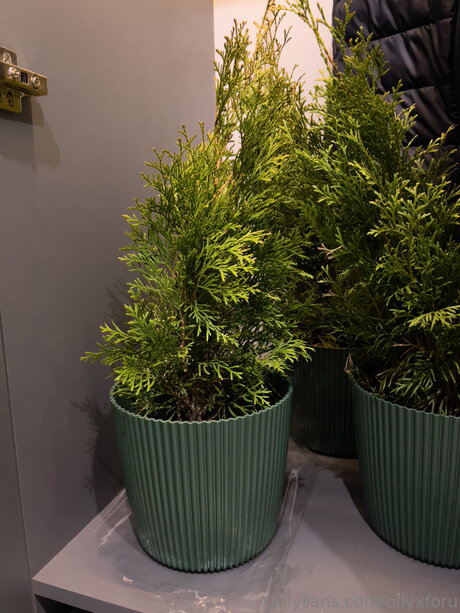 Ollyxforu beautiful pornstar picture