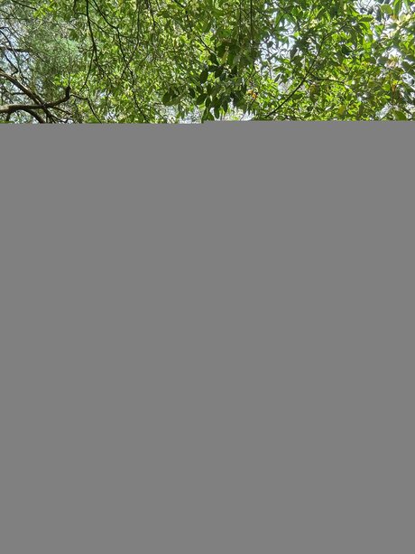 Panther 4 perfect star image