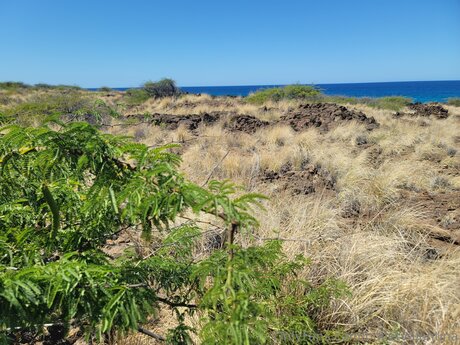 Bulletvalentina star hd img