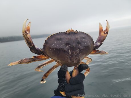 Bulletvalentina beautiful star archive