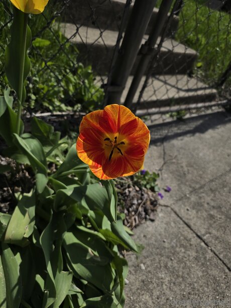 Gnarlymarbles sexy pornstar pic