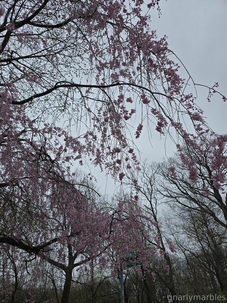 Gnarlymarbles star pretty archive