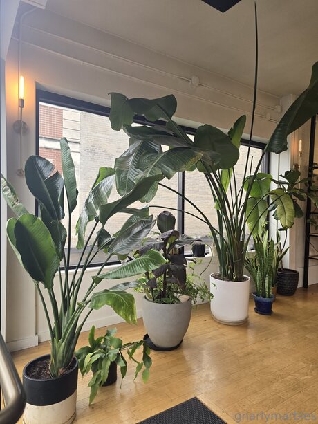 Gnarlymarbles free pornstar pictures