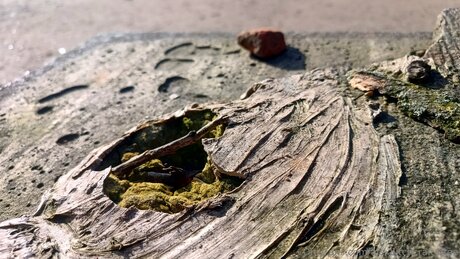 Alexbitchcraft4free pornographic actress pic