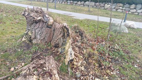 Alexbitchcraft4free free pornstar img