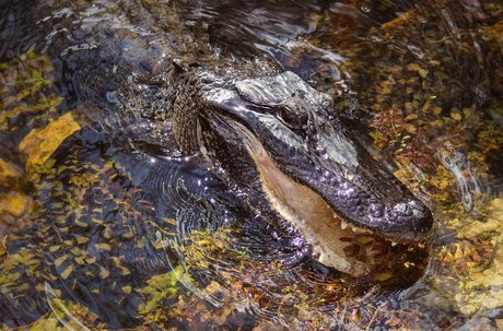 zoeykatexo2 model xxx pic