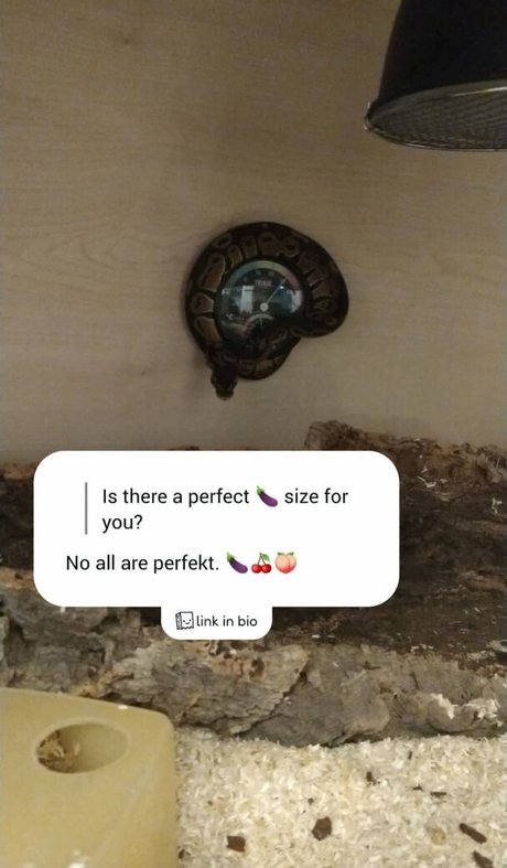 thethreeheadedsnake pornstar perfect archive