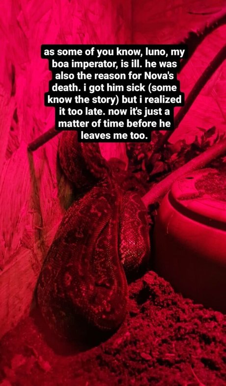 thethreeheadedsnake pornstar art photo