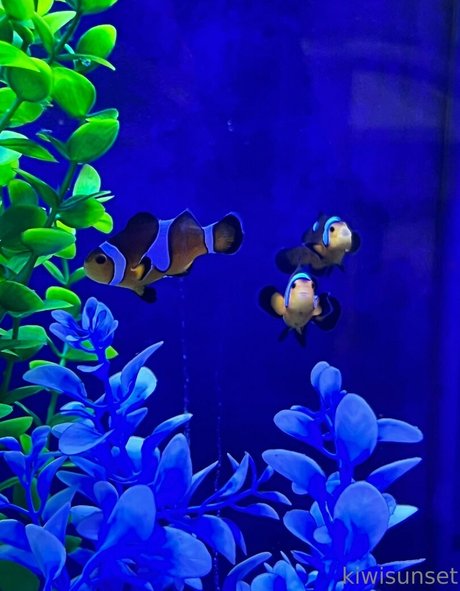 kiwisunset sex pornstar archive