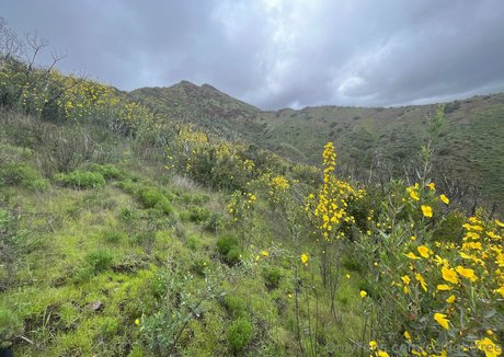 ccflightfree perfect star image