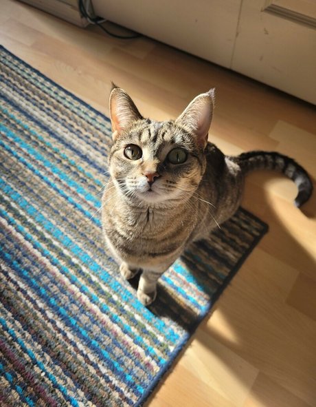 Midnight Vulpi pornographic model archive