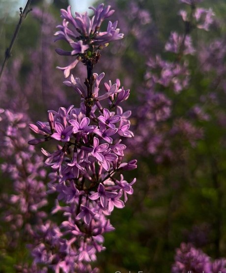 helga1 pornstar adult pic