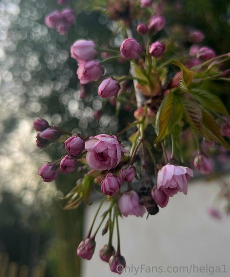 helga1 naked actress archive