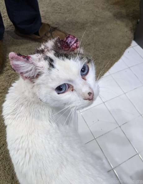 irisreigns sex pornstar image