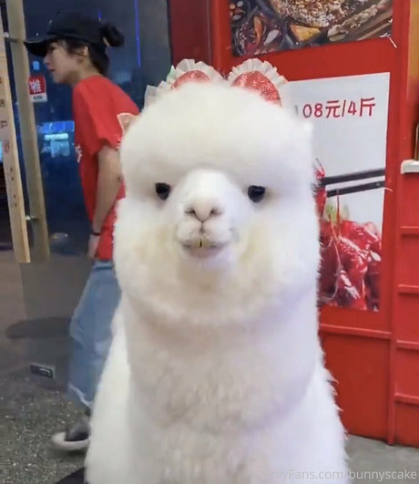 bunnyscake top star photos