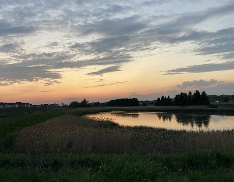 pussycat 357 star free photo