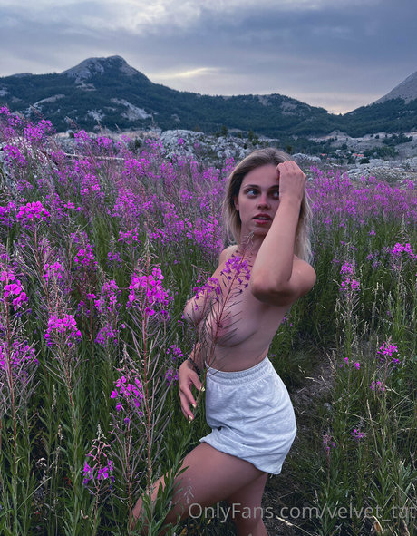 velvet tat hd pornstar archive