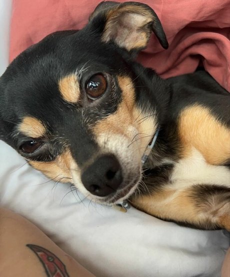 Suki Jade actress image