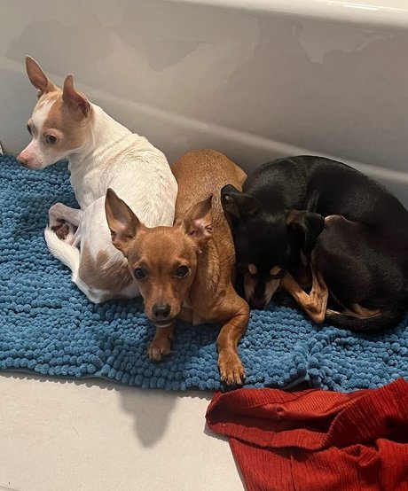 Suki Jade nudes star images