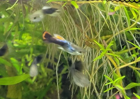 sonjahaze perfect pornstar pic