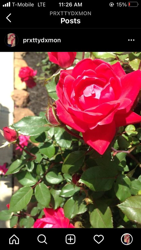 Prxtty nice star photo