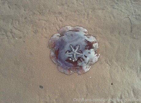 Cadillac high quality star gallery