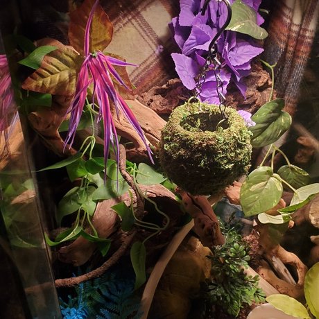 Luscious Lilth star hot img