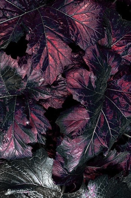 Marci June star pretty image