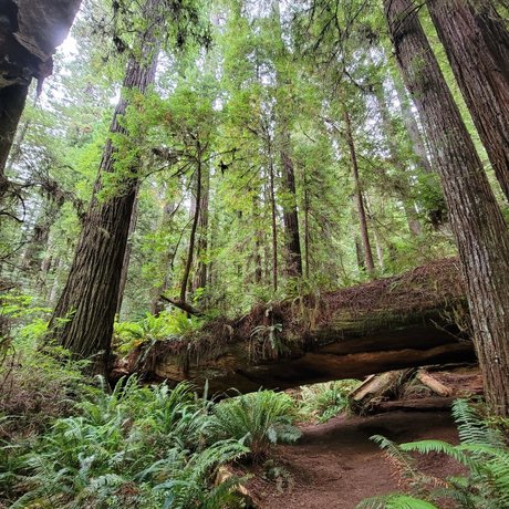 Mister Micah RN adult model pic