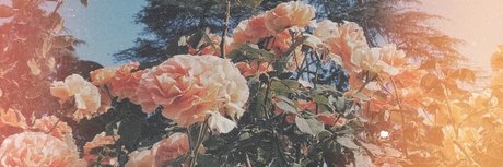 Nicole Fox xxx star pictures