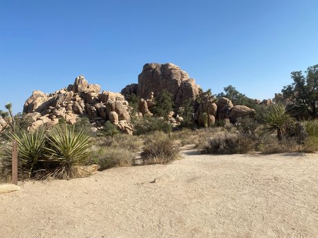 Shorty LL art star pics