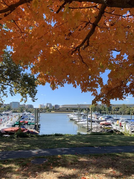 NYtoDC free actress image