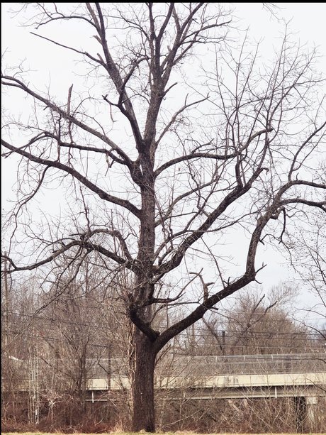 Lady Like That art star image