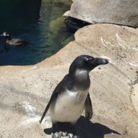 whosthere top star pics