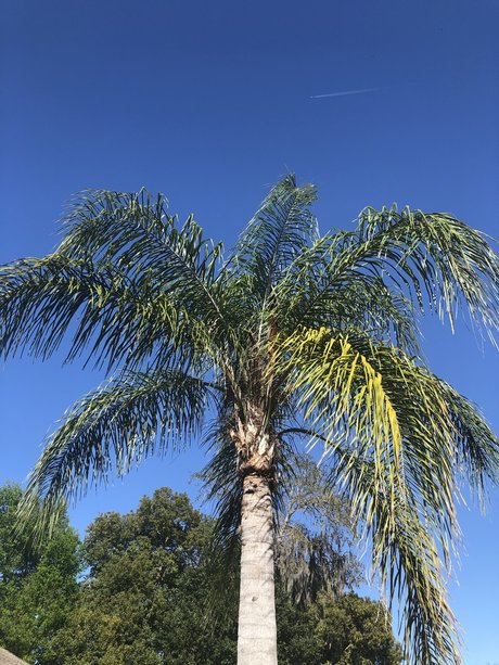 Pink Pocket star perfect picture