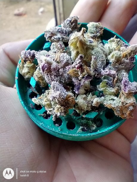 PimpinaintEz pornstar galleries