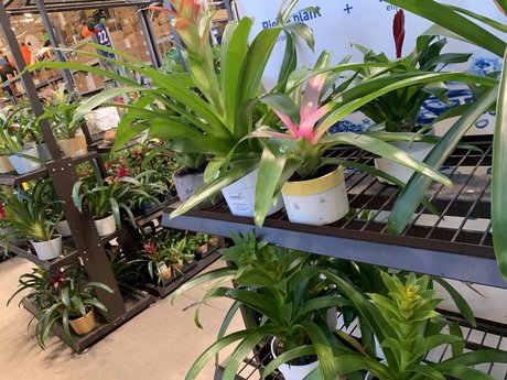 Bill Bigsby star exclusive photos