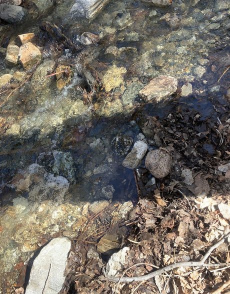 Queen of Curves exclusive star img