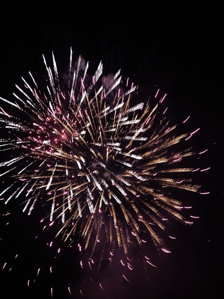 gerbil model pretty archive