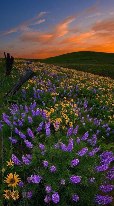 Ari Berry_ sexy star pics