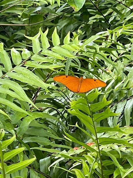 Frescia art pornstar photo