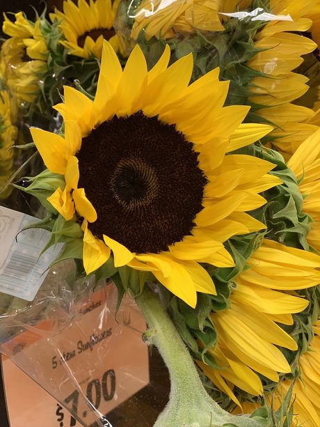 Anistasia Verel star art img